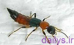 عکس مورچه دراکولا
