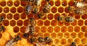 تعبیر خواب زنبور عسل